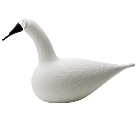 Whooper Swan - White