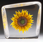 Sunflower, Yellow