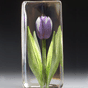 Tulip, Purple