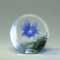 Windflower, Blue