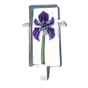 Lily, Purple